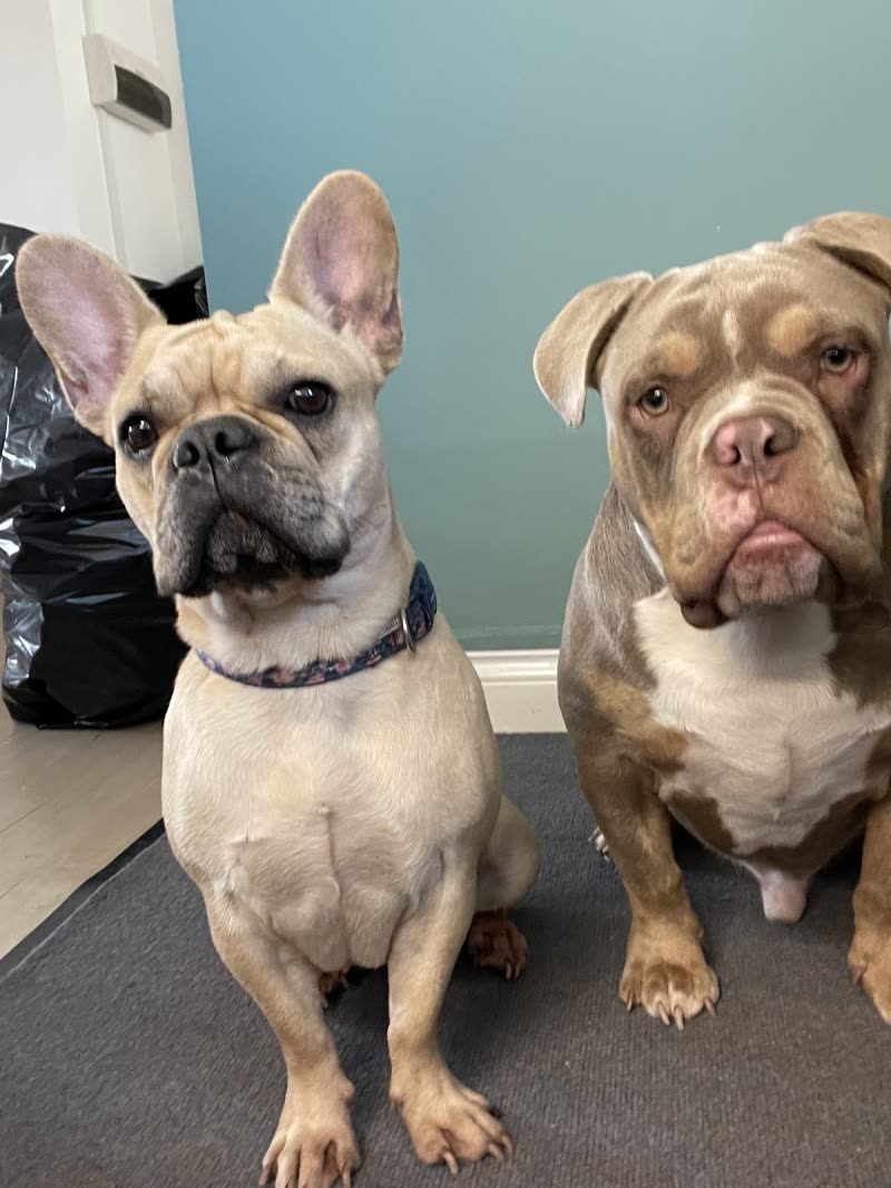 A cream French Bulldog and a lilac American Bully sitting side by side on a grooming mat after their groom