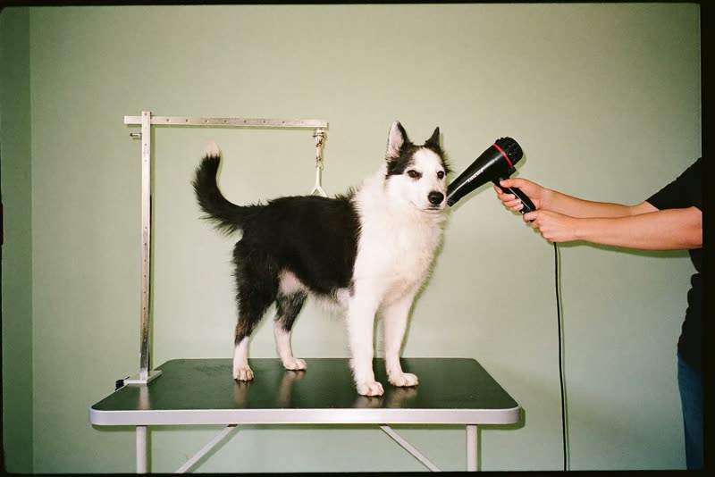 A dog being blow-dried on a grooming table