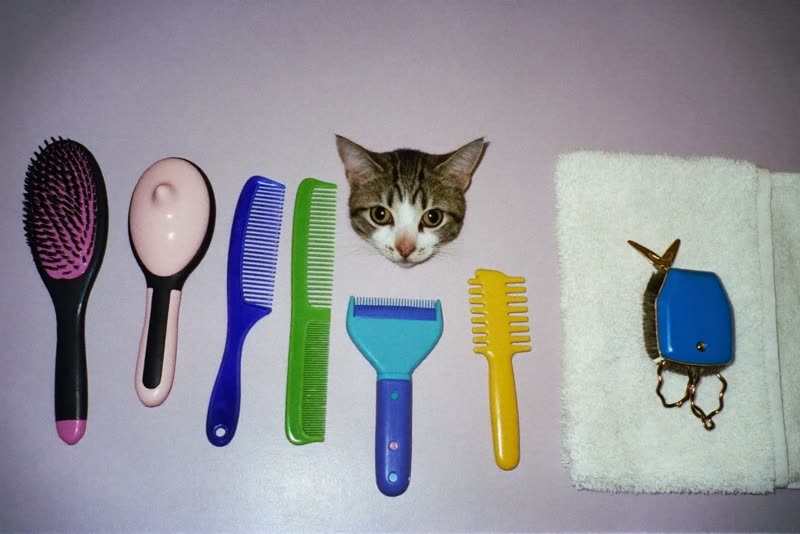 Clean grooming brushes, comb, clippers and towels laid out
