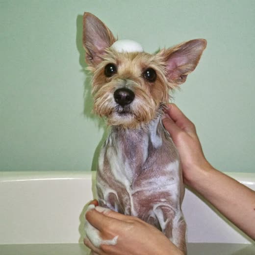 A small dog being bathed and lathered during a wash