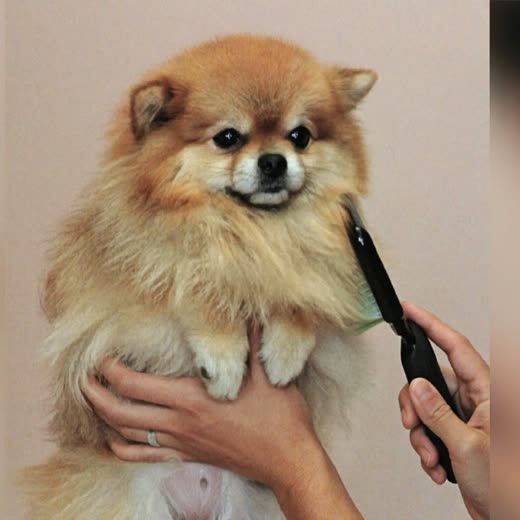 A dog's coat being brushed out after drying