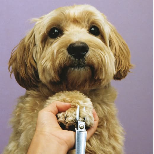 A dog's paw held for a nail trim
